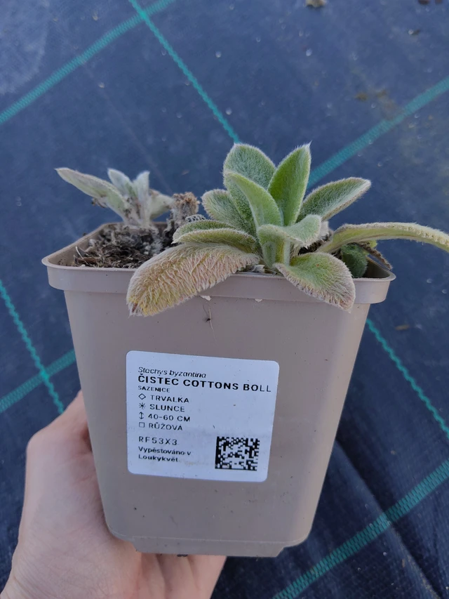 Tisztesfű Cottons Boll - 27. 3. 2026