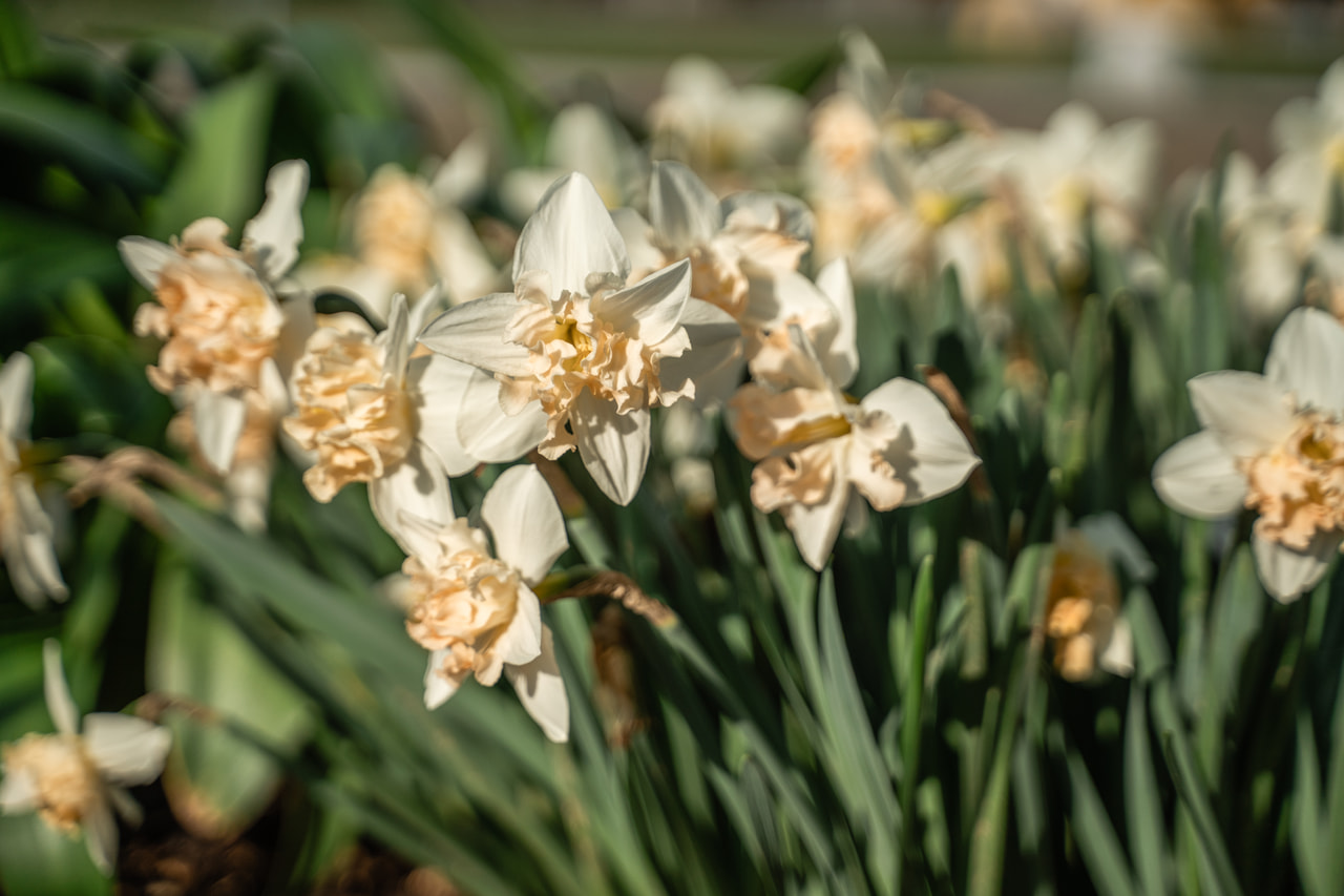 Narcis Palmares, Loukykvět
