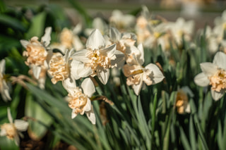 Narcis Palmares, Loukykvět