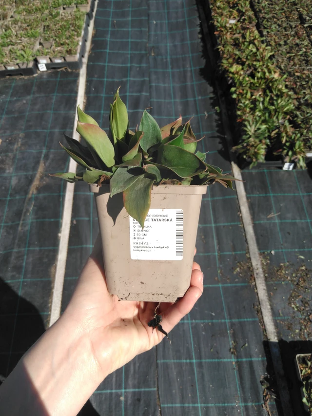 Statice tatarská - 3. 4. 2025