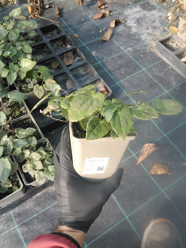 Barrenwort Valor - 13. 10. 2025