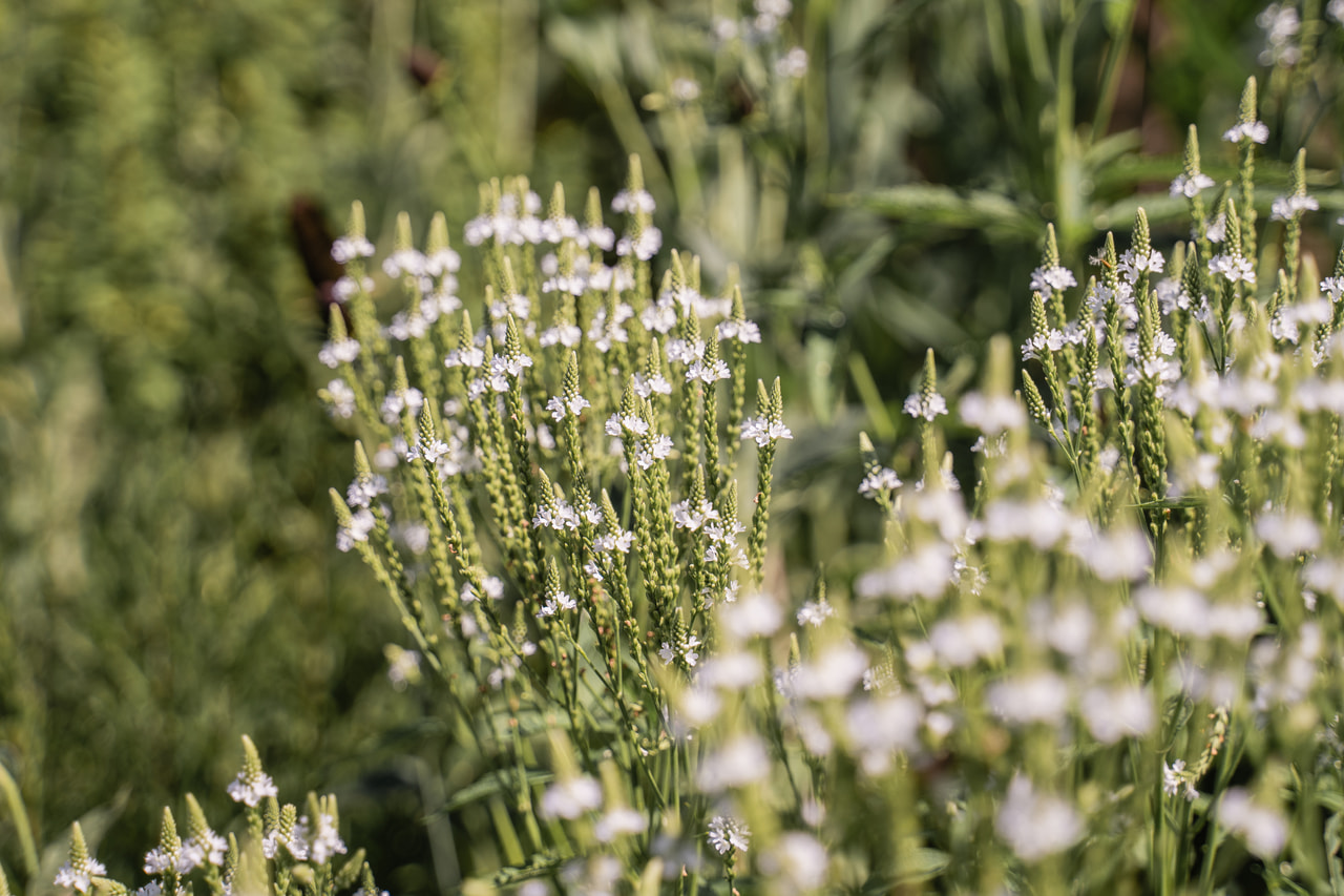 Verbena šípovitá White Spires, Loukykvět