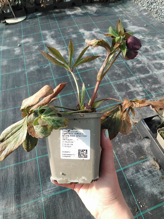 Hunyor Double Ellen Pink Spotted - 7. 4. 2026