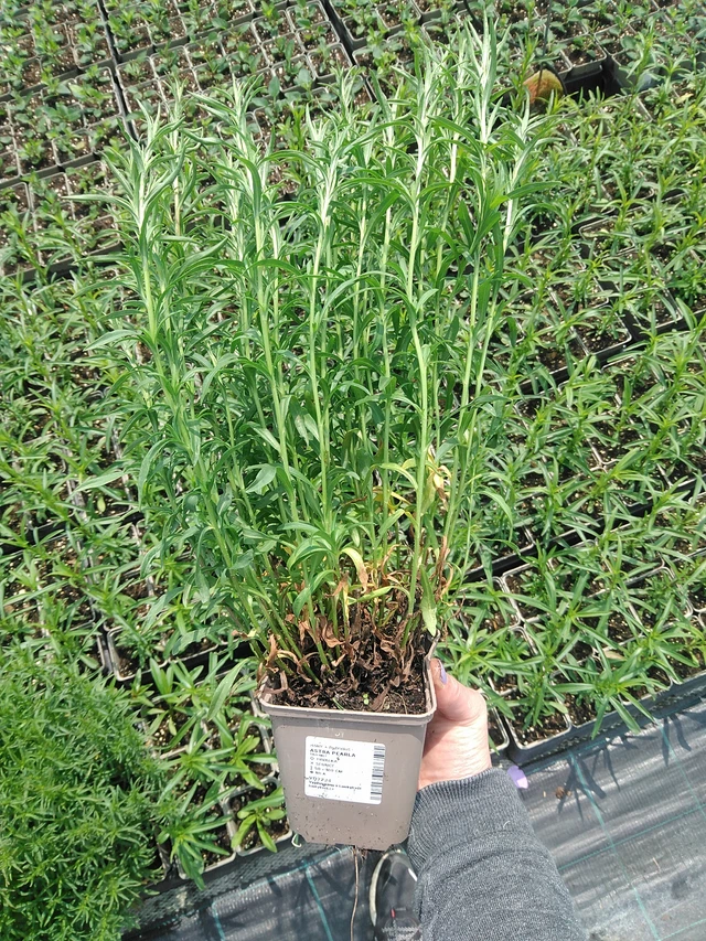 Aster Pearla - 9. 6. 2025