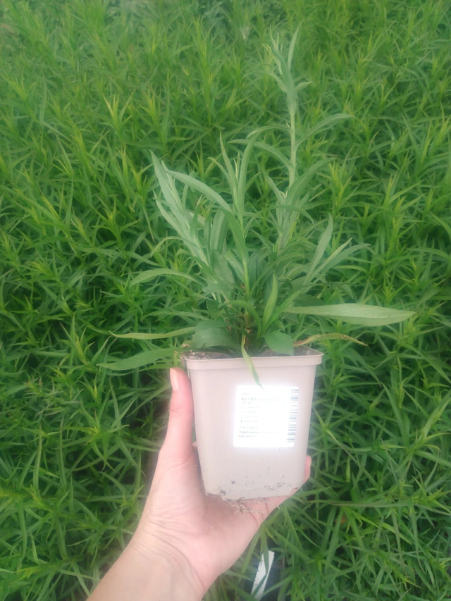 Aster Claudia - 2024