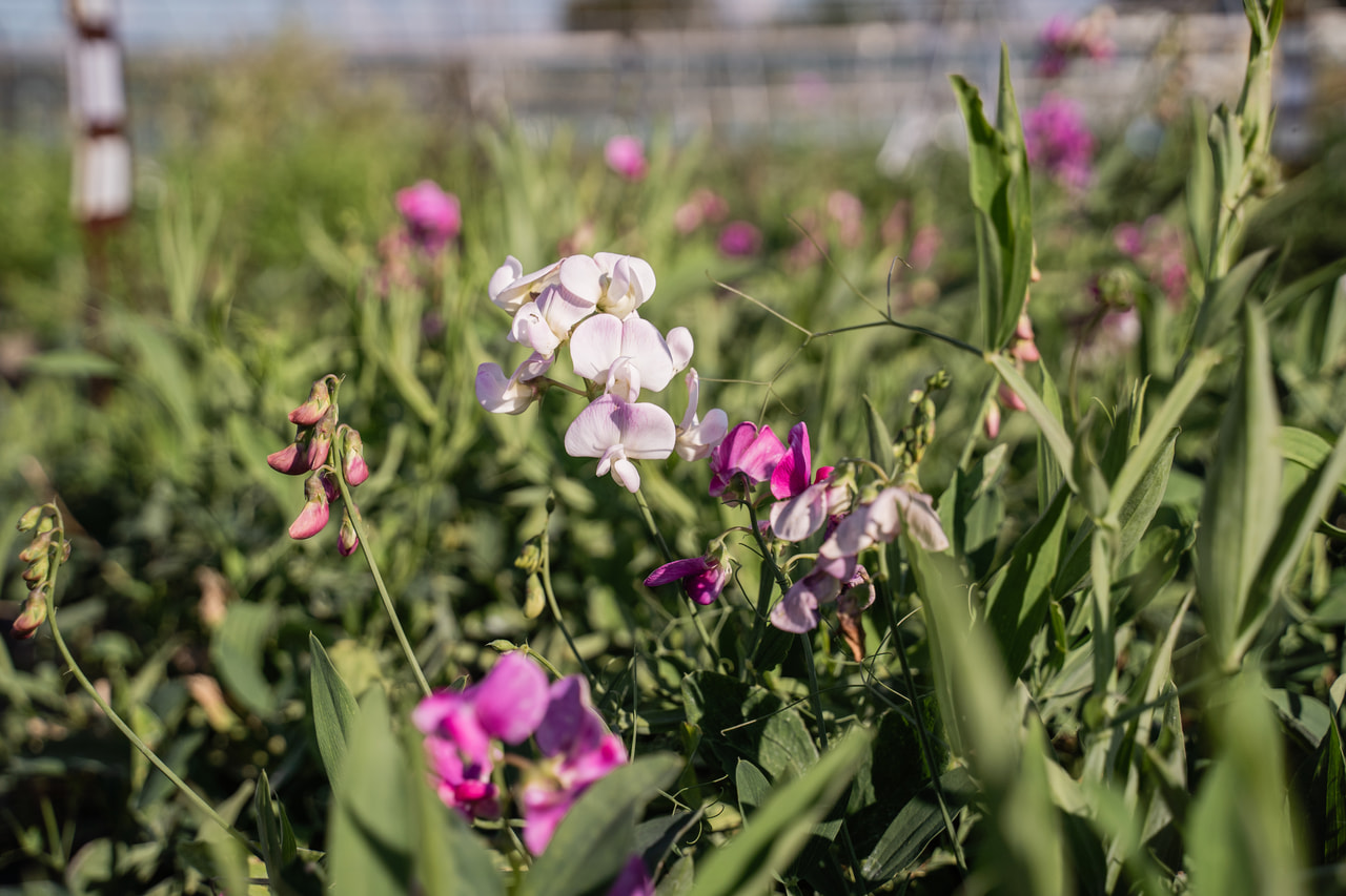 Hrachor Pink Pearl, Loukykvět