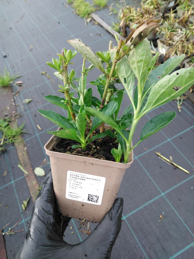 Aster ageratoides Starshine - 23. 10. 2025