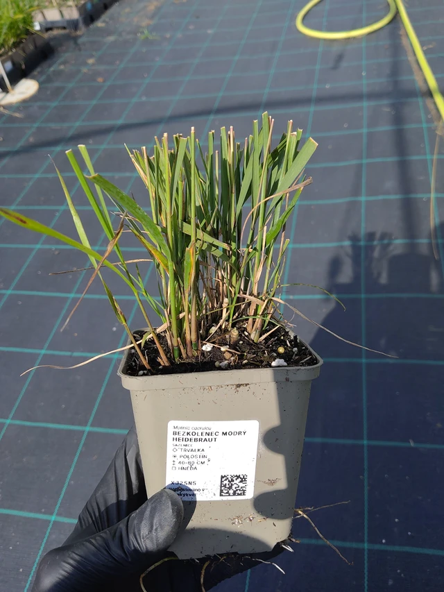 Nurmilauha Heidebraut - 11. 9. 2025