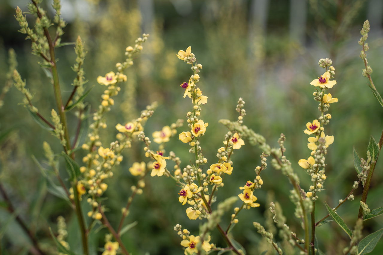 Dziewanna Sixteen Candles, Loukykvět