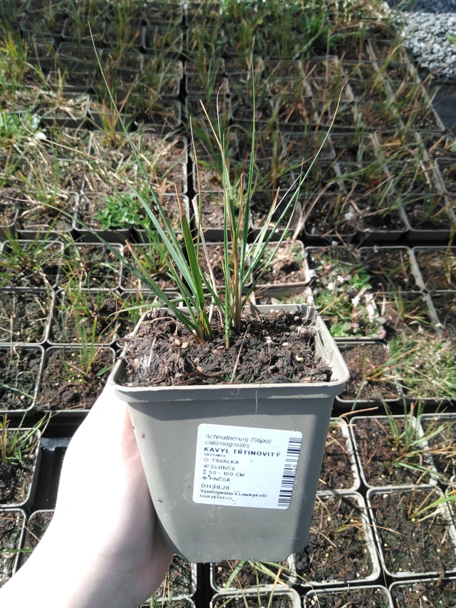 Kavyl třtinovitý - 3. 4. 2025