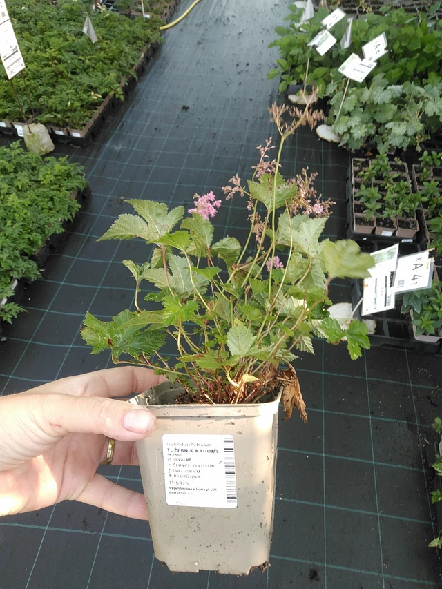 Angervo Kahome - 19. 8. 2025