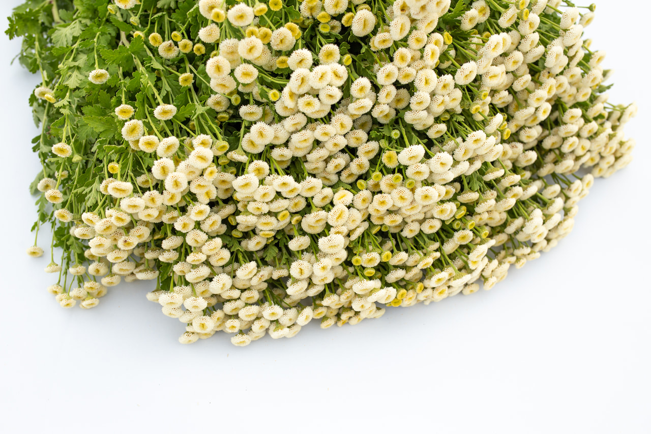 Řimbaba Baya, Loukykvět