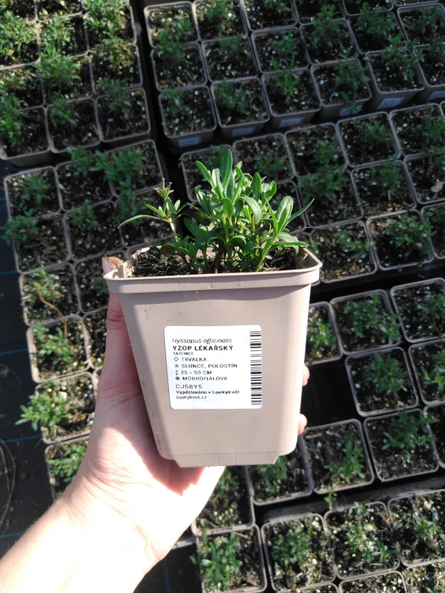 Hyssop officinalis - 2024