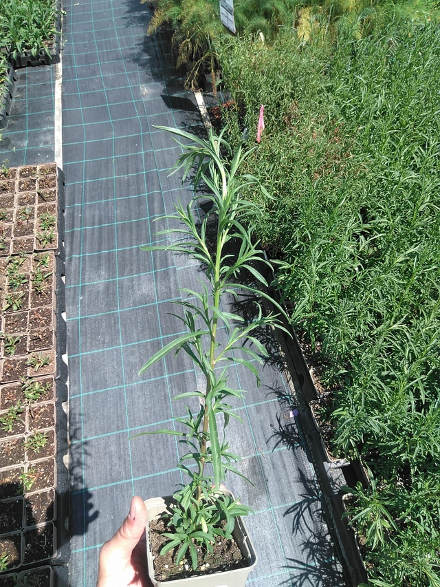 Aster Pearla - 24. 6. 2025