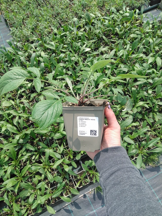 Aciano Bright Rose - 9. 6. 2025