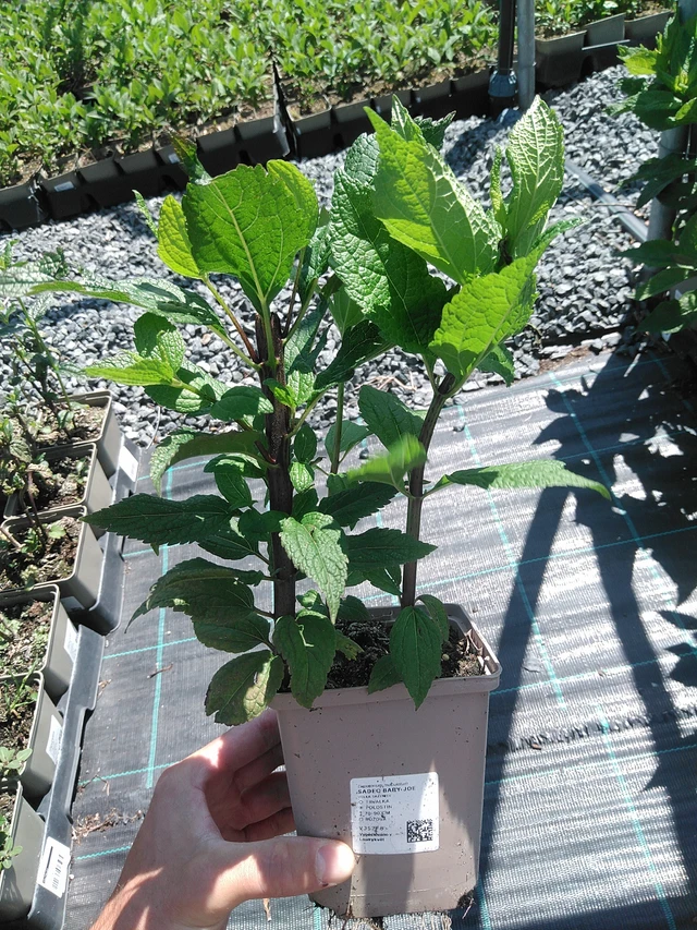 Punavirma Baby Joe - 24. 6. 2025