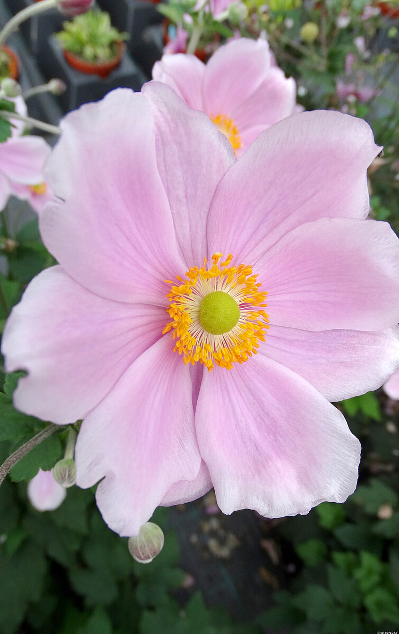 Sasanka japonská Lorelei, Loukykvět