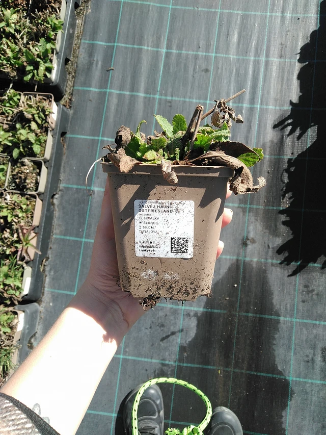 Šalvěj hajní Ostfriesland - 7. 4. 2026