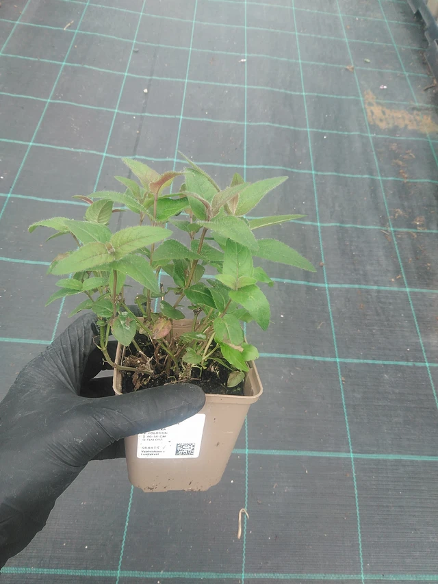 Monarda bradburiana - 10. 9. 2025