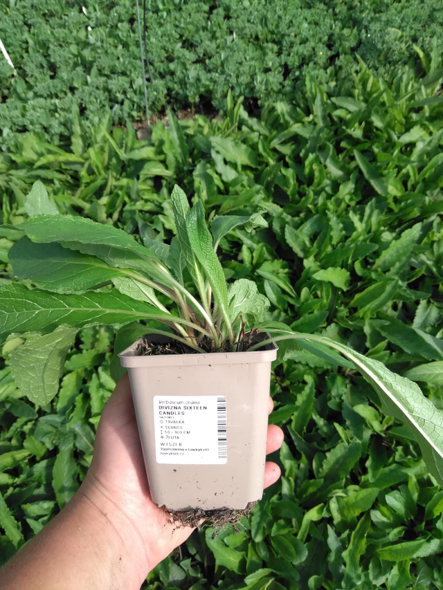 Tähkylä Sixteen Candles - 2024