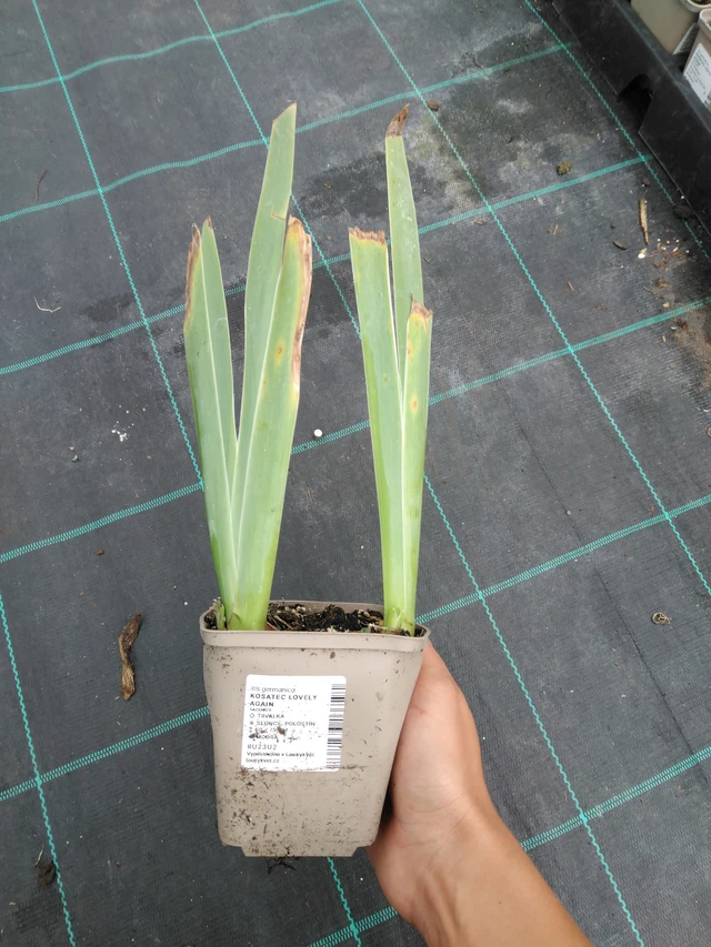 Kosatec Lovely Again - 10. 9. 2025