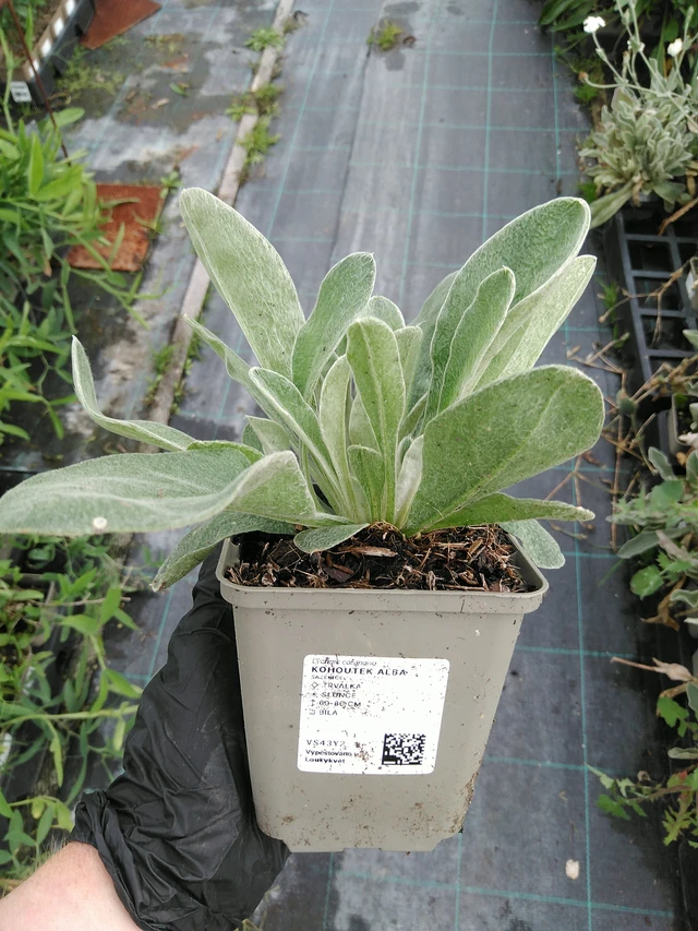 Hahnenfuß Alba - 10. 9. 2025