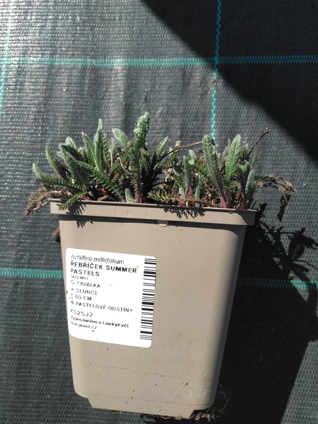 Řebříček Summer Pastels - 3. 4. 2025