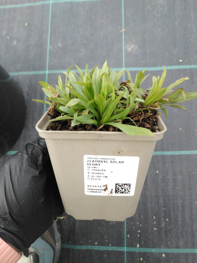 Aranyvessző Solar Glory - 1. 4. 2026