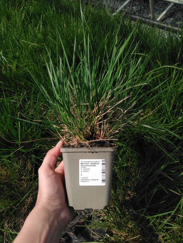 Metlice trsnatá Goldschleier - 13. 5. 2025