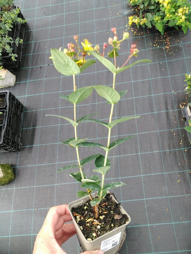 Hierba de San Juan Globo Raspberry - 28. 7. 2025