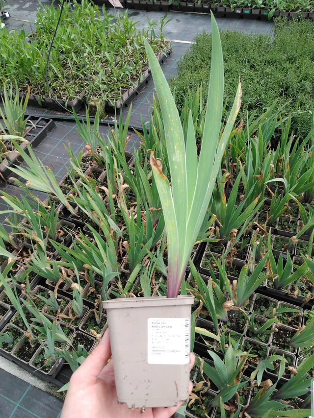 Lirio Nibelungen - 2024