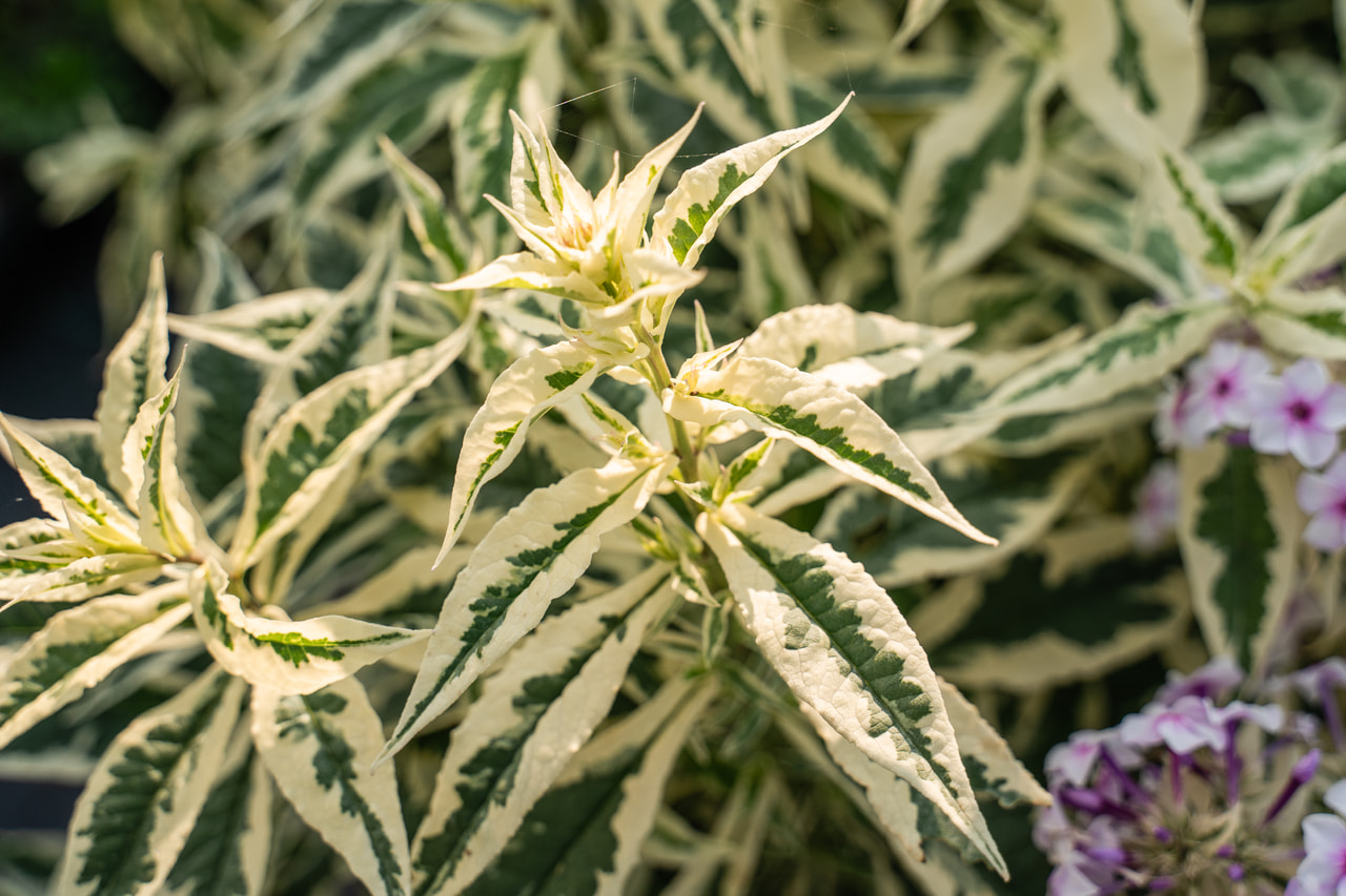 Flox Nora Leight, Loukykvět