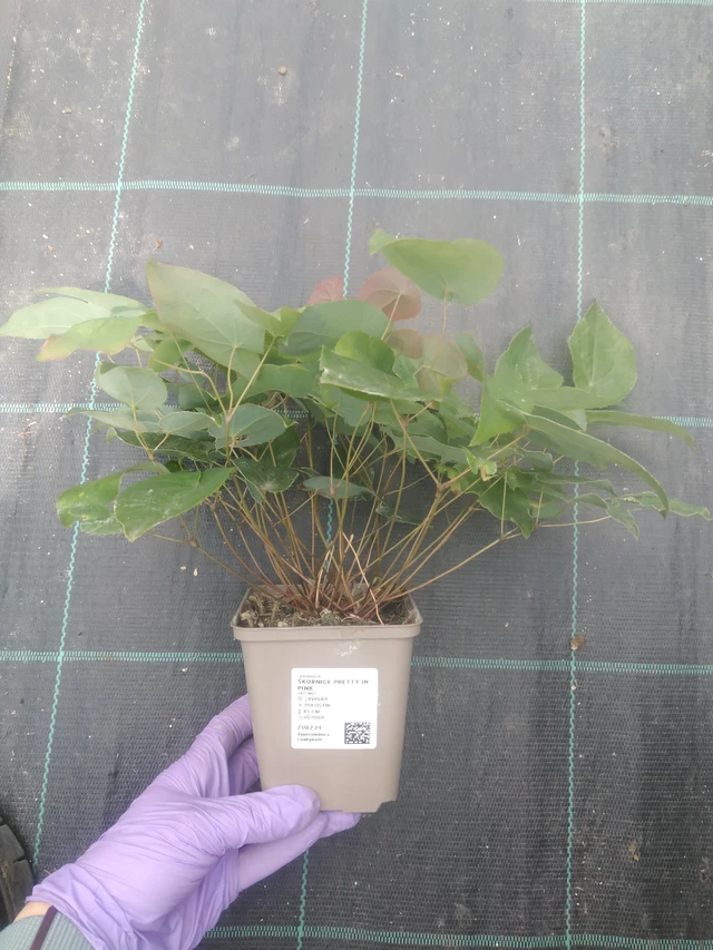 Epimedium Pretty in Pink - 10. 7. 2025