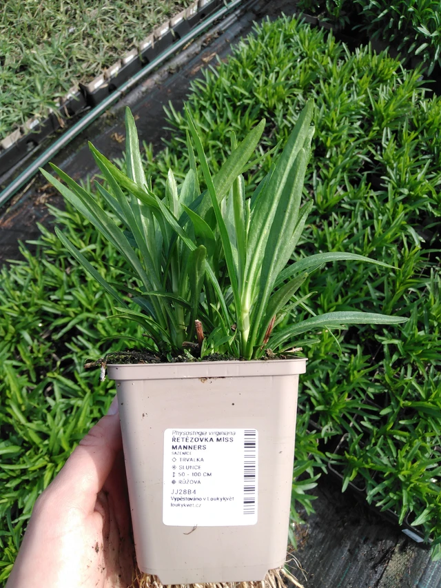 Fisostegia Miss Manners - 2024