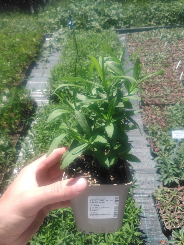 Astra Barr’s Pink - 2024