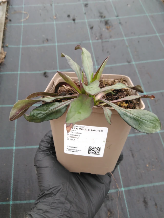 Őszirózsa White Ladies - 1. 4. 2026