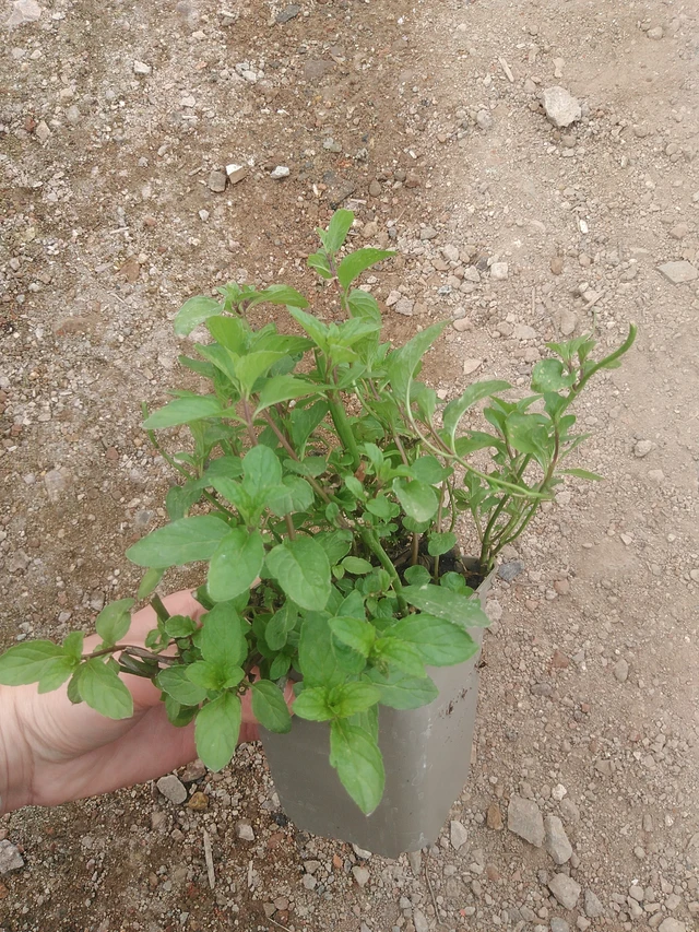 Menta tailandesa - 17. 7. 2025