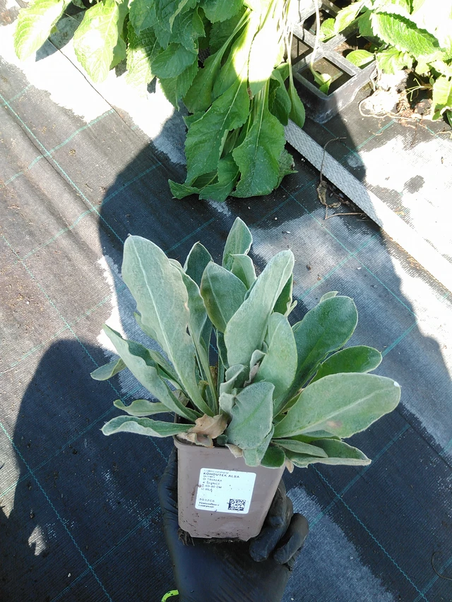 Hahnenfuß Alba - 19. 8. 2025