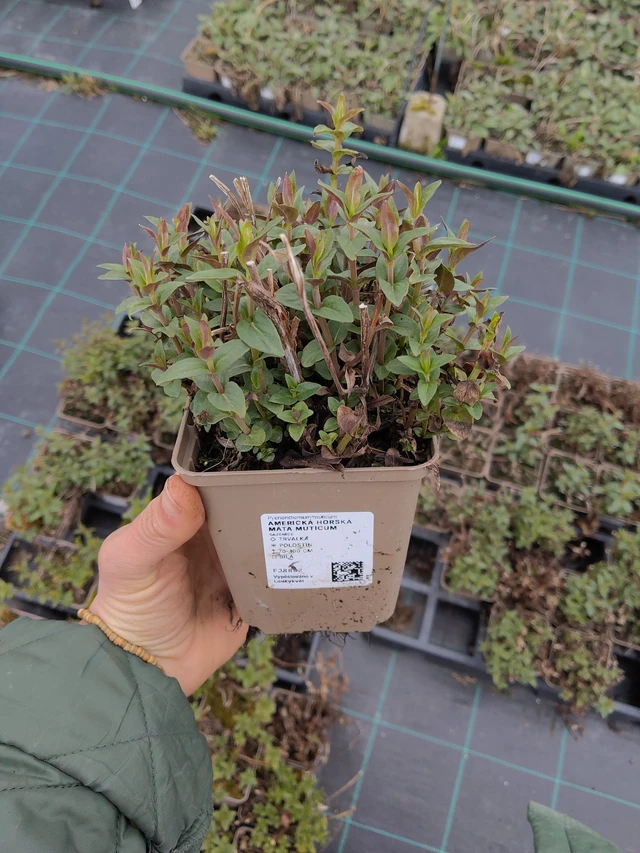 Americká horská máta Muticum - 21. 4. 2026