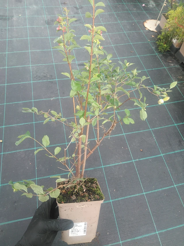 Snowberry Magical Green Falls - 10. 9. 2025