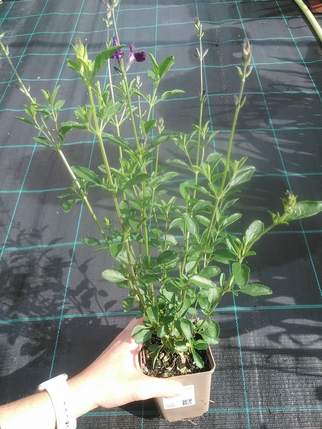 Salvia Nachtvlinder - 17. 7. 2025