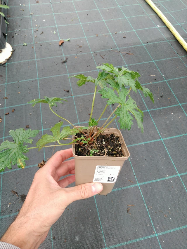 Kurjenpolvi Gravetye - 21. 8. 2025