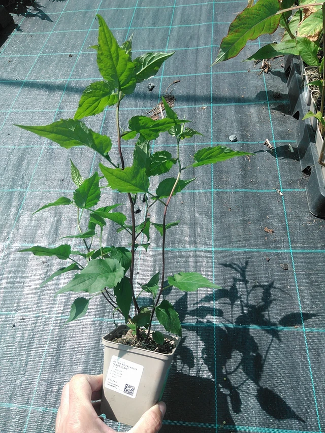 Astra rozkladitá Tradescant - 24. 6. 2025