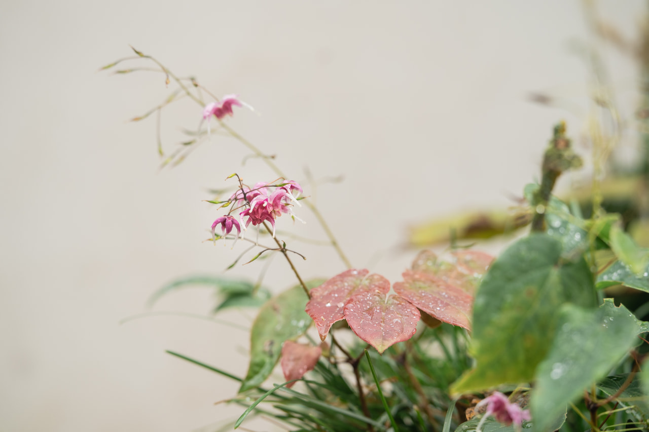 Tündérvirág Pretty in Pink, Loukykvět