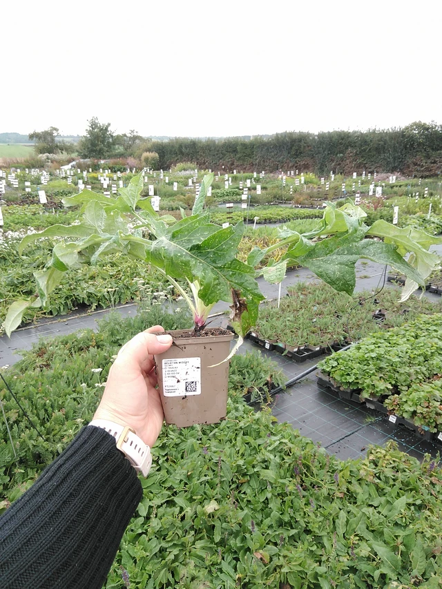 Pallo-ohdake modrý - 8. 10. 2025