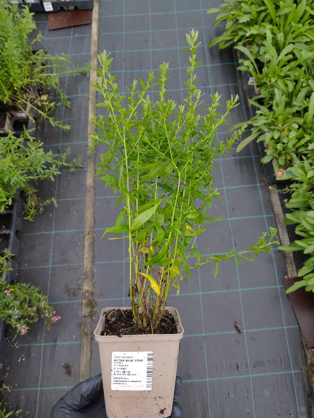 Asteri Blue Star - 12. 9. 2025