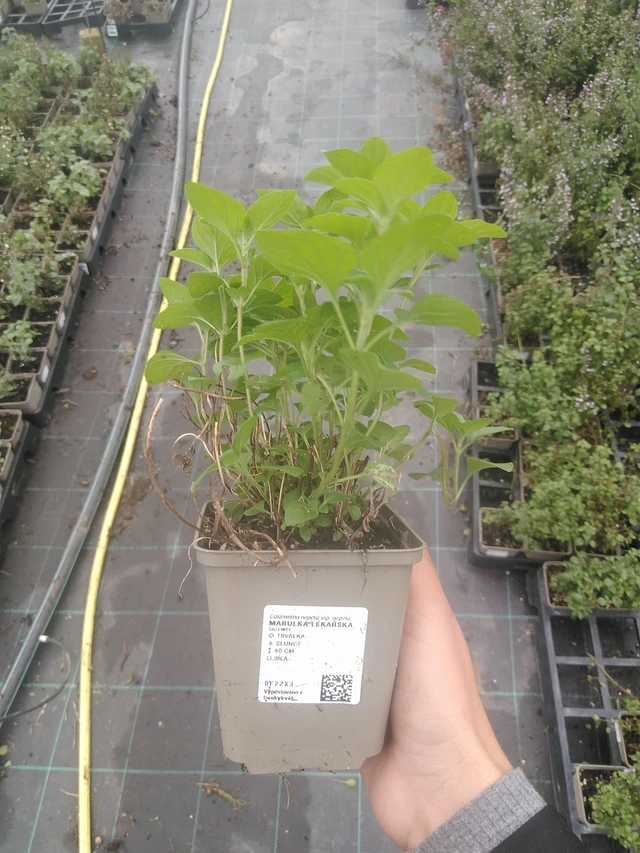 Päivänkakkara rohtopäivänkakkara - 10. 10. 2025