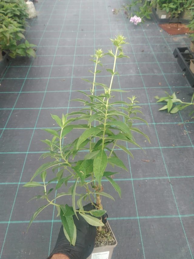 Flox White Clouds - 10. 9. 2025