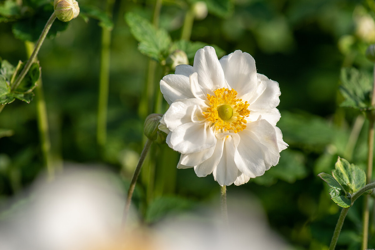 Sasanka japonská Whirlwind, Loukykvět