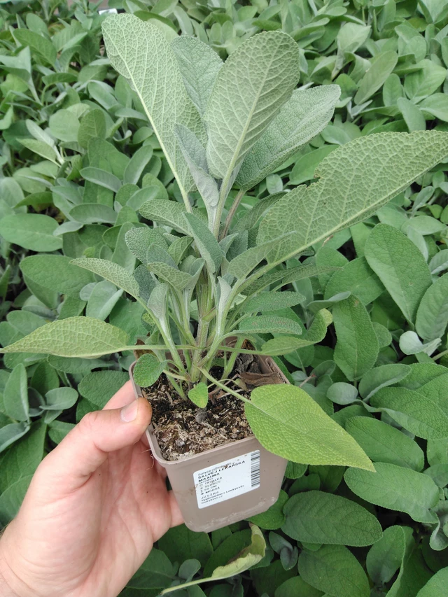 Šalvěj lékařská Maxima - 2024